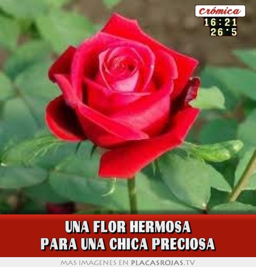 Una flor hermosa para una chica preciosa