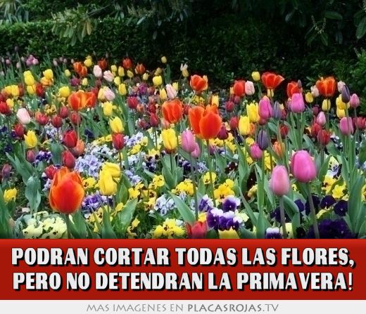 Podrán cortar todas las flores, pero no detendran la primavera!
