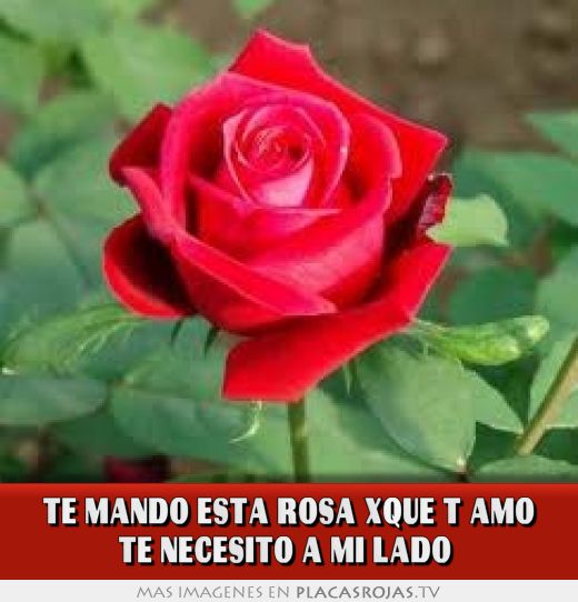 Te mando esta rosa xque t AMO TE NECESITO A MI LADO 