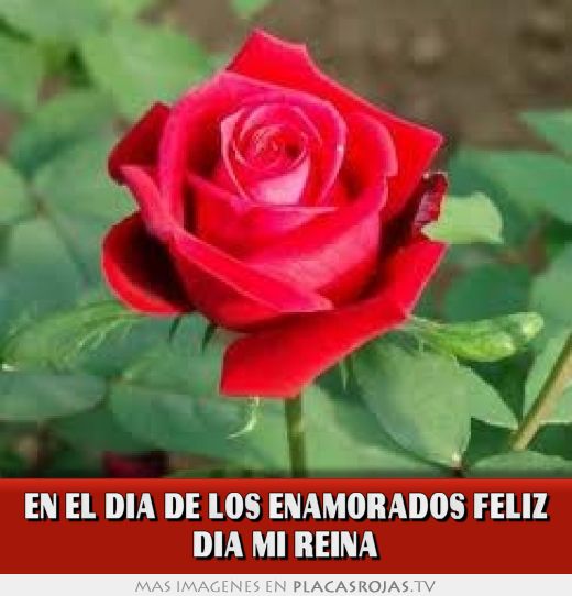En el dia de los enamorados feliz dia mi reina