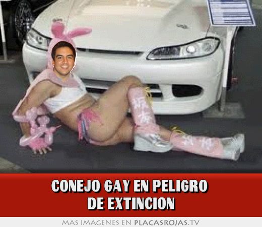CONEJO GAY EN PELIGRO  DE EXTINCION