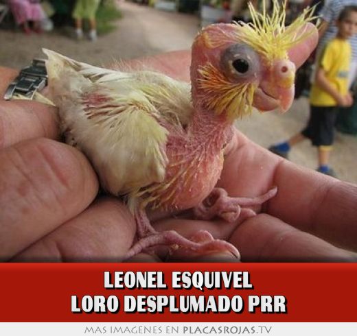 Leonel esquivel loro desplumado prr