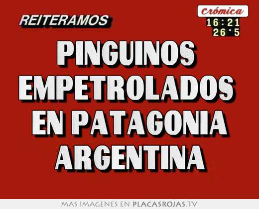 Pinguinos  empetrolados  en patagonia argentina
