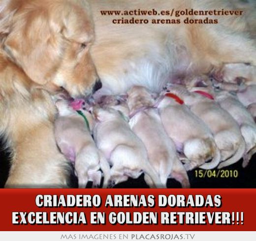 CRIADERO ARENAS DORADAS EXCELENCIA EN GOLDEN RETRIEVER!!!