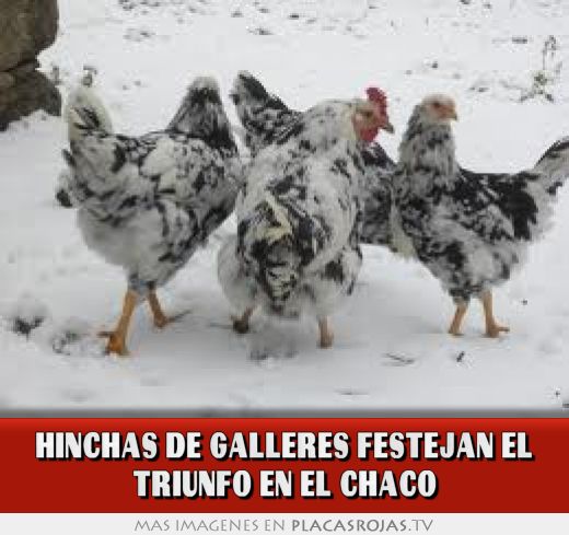 Hinchas de galleres festejan el triunfo en el chaco