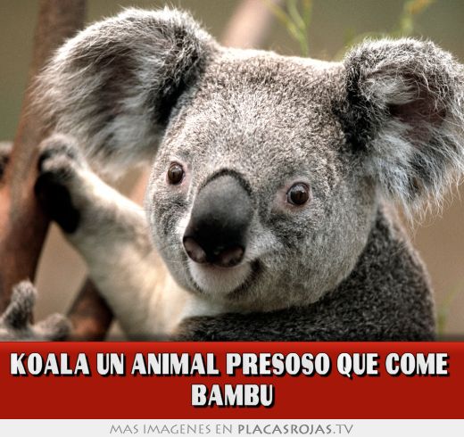 Koala un animal PRESOso que come  bambu