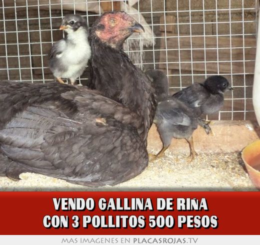 Vendo gallina de riña con 3 pollitos 500 pesos