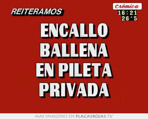 Encallo ballena en pileta privada