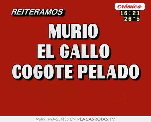 Murio  el gallo  cogote pelado 
