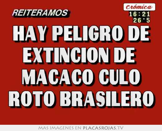 Hay peligro de extincion de  macaco culo roto brasilero