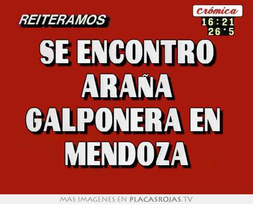 Se encontro araÑa galponera en  mendoza