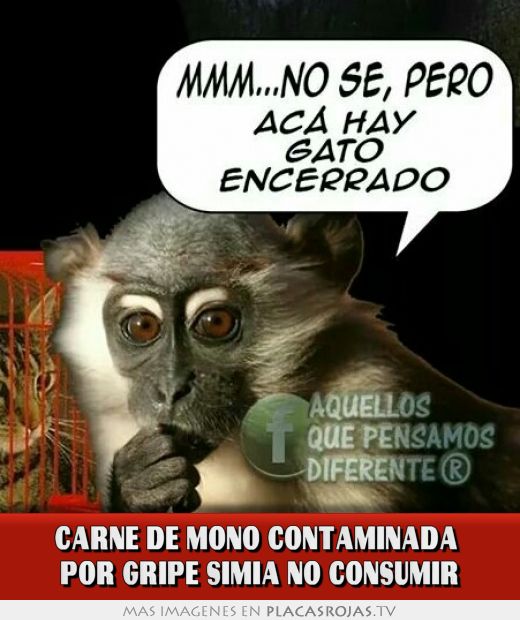 Carne de mono contaminada  Por gripe simia no consumir