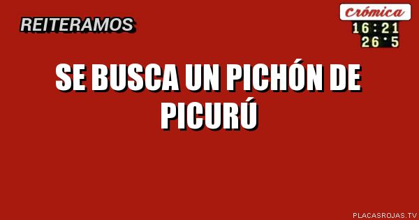 Se busca un pichón de picurú