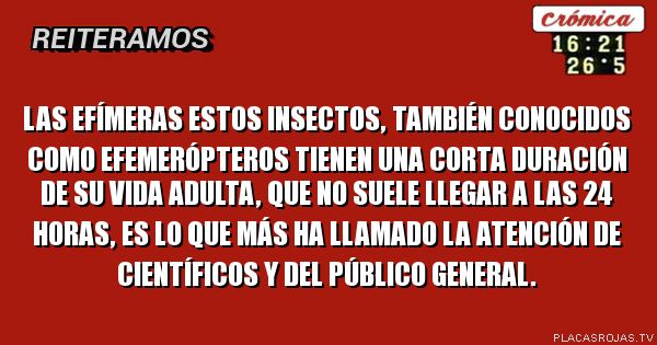 Las efímeras
Estos insectos, también conocidos como EFEMERÓPTEROS tienen una corta duración de su vida adulta, que no suele llegar a las 24 horas, es lo que más ha llamado la atención de científicos y del público general.