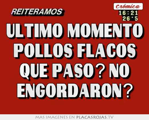 Ultimo momento pollos flacos que paso? no engordaron?