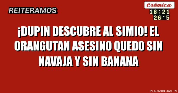 ¡dupin descubre al simio! El orangutan asesino quedo sin navaja y sin banana