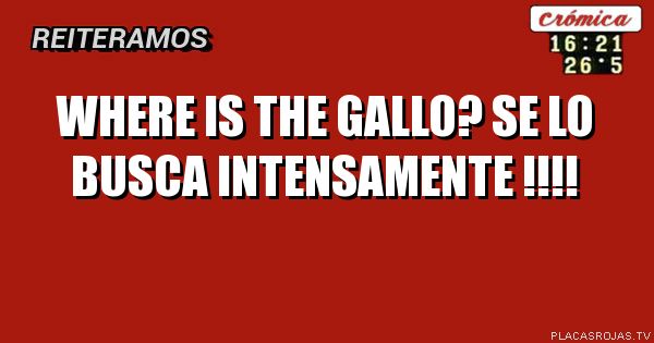 WHERE IS THE GALLO?                                                          
se LO BUSCA INTENSAMENTE !!!!