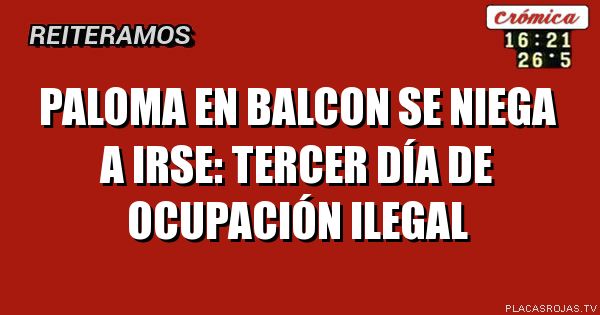 Paloma en balcon se niega a irse: tercer día de ocupación ilegal
