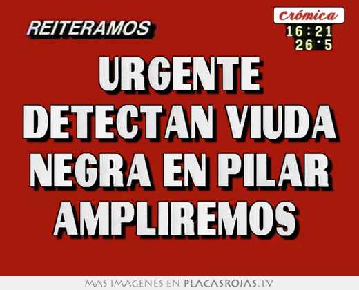 urgente detectan viuda negra en pilar ampliremos