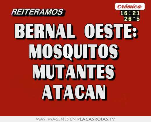 bernal oeste: mosquitos mutantes atacan