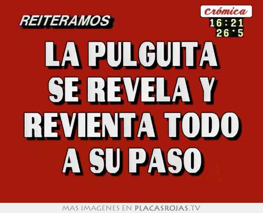 la pulguita se revela y revienta todo a su paso