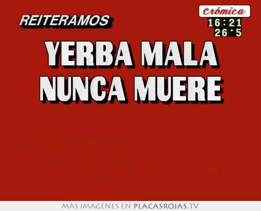yerba mala nunca muere