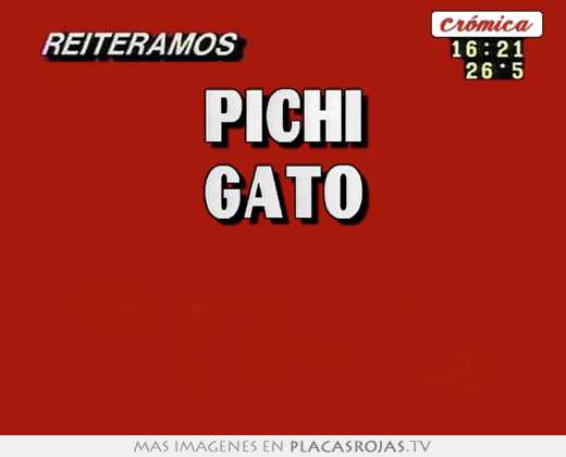 pichi gato