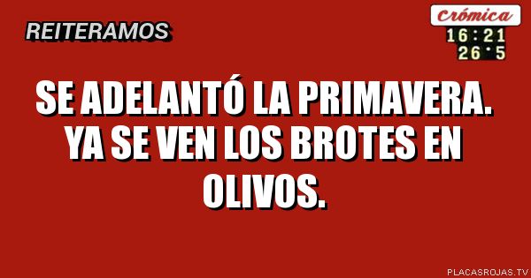 Se adelantó la primavera.
ya se ven los brotes en olivos.