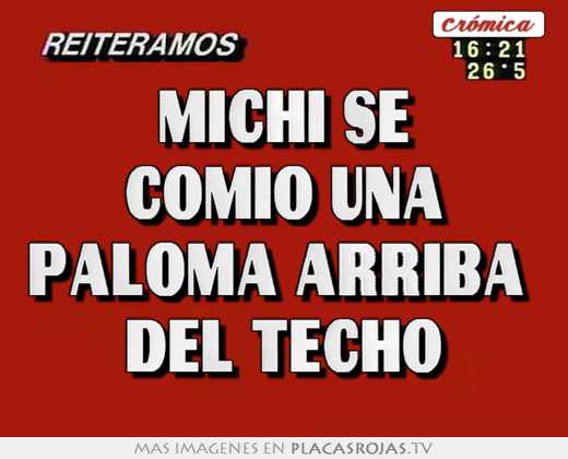 michi se comió una paloma arriba del techo