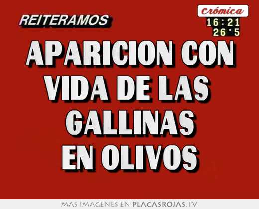 aparicion con vida de las gallinas en olivos