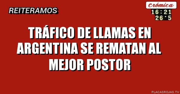 Tráfico de llamas en argentina
Se rematan al mejor postor