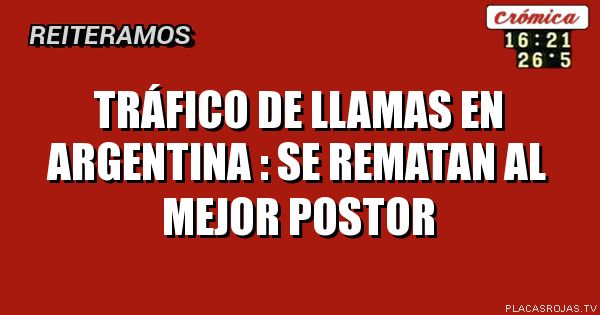 Tráfico de llamas en argentina :
Se rematan al mejor postor