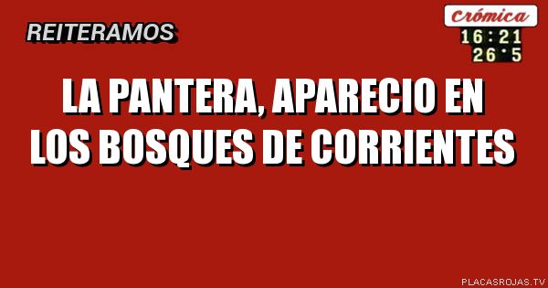 LA PANTERA, APARECIO EN LOS BOSQUES DE CORRIENTES