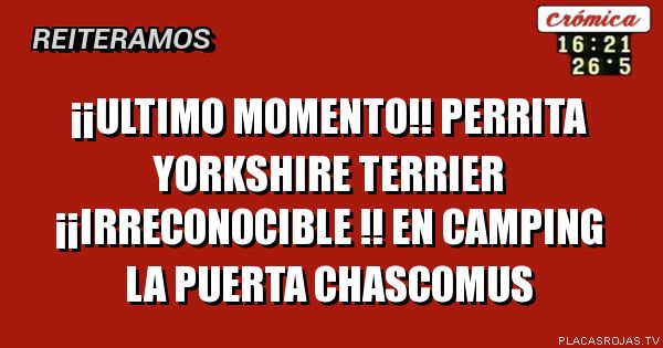 ¡¡ULTIMO MOMENTO!!
PERRITA Yorkshire terrier
¡¡IRRECONOCIBLE !!
EN CAMPING LA PUERTA
CHASCOMUS