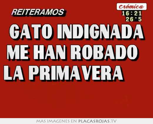 gato indignada “me han robado la primavera”