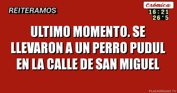 Ultimo momento. Se llevaron a un perro pudul en la calle de san miguel