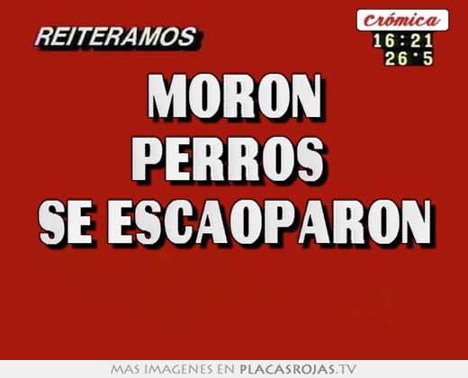 moron perros se escaoparon