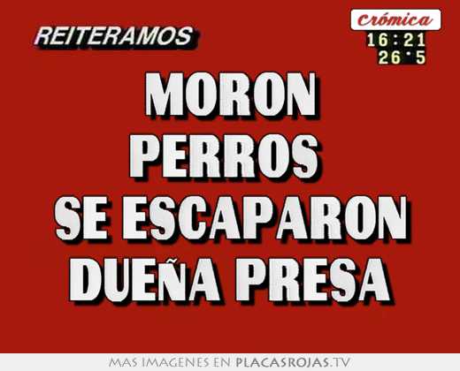 moron perros se escaparon dueña presa