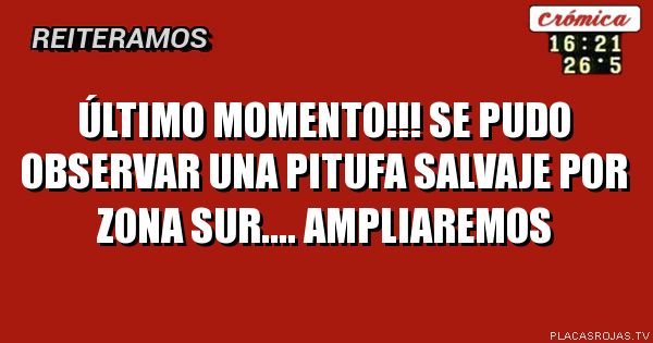 Último momento!!!
Se pudo observar una
Pitufa salvaje por zona
Sur.... Ampliaremos